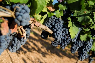 Wine Training